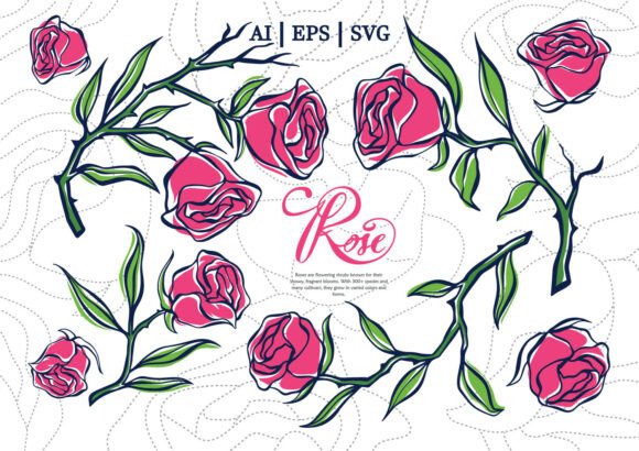 Elevate Your Designs with an Elegant Hand Drawn Rose Set